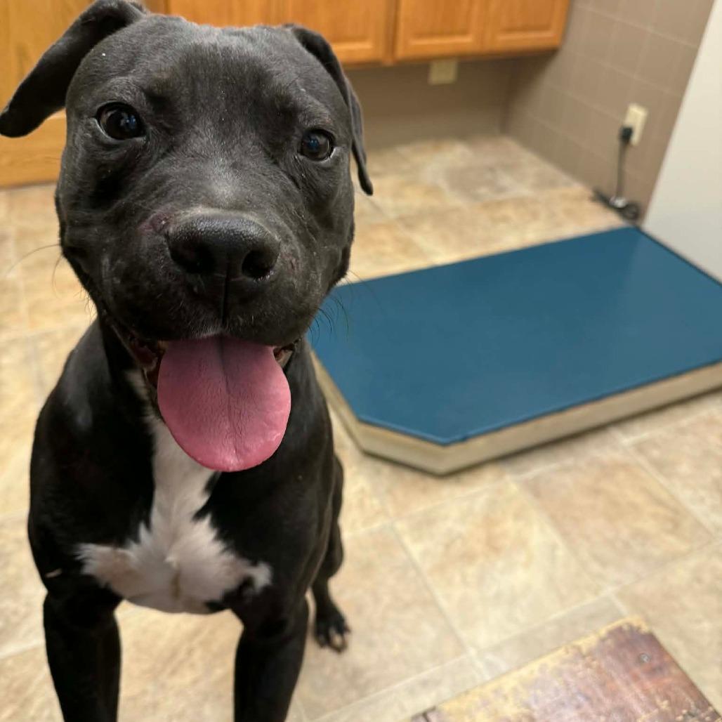 Elvis, a Adoptable Pit Bull Terrier in Lima, OH image 4/5