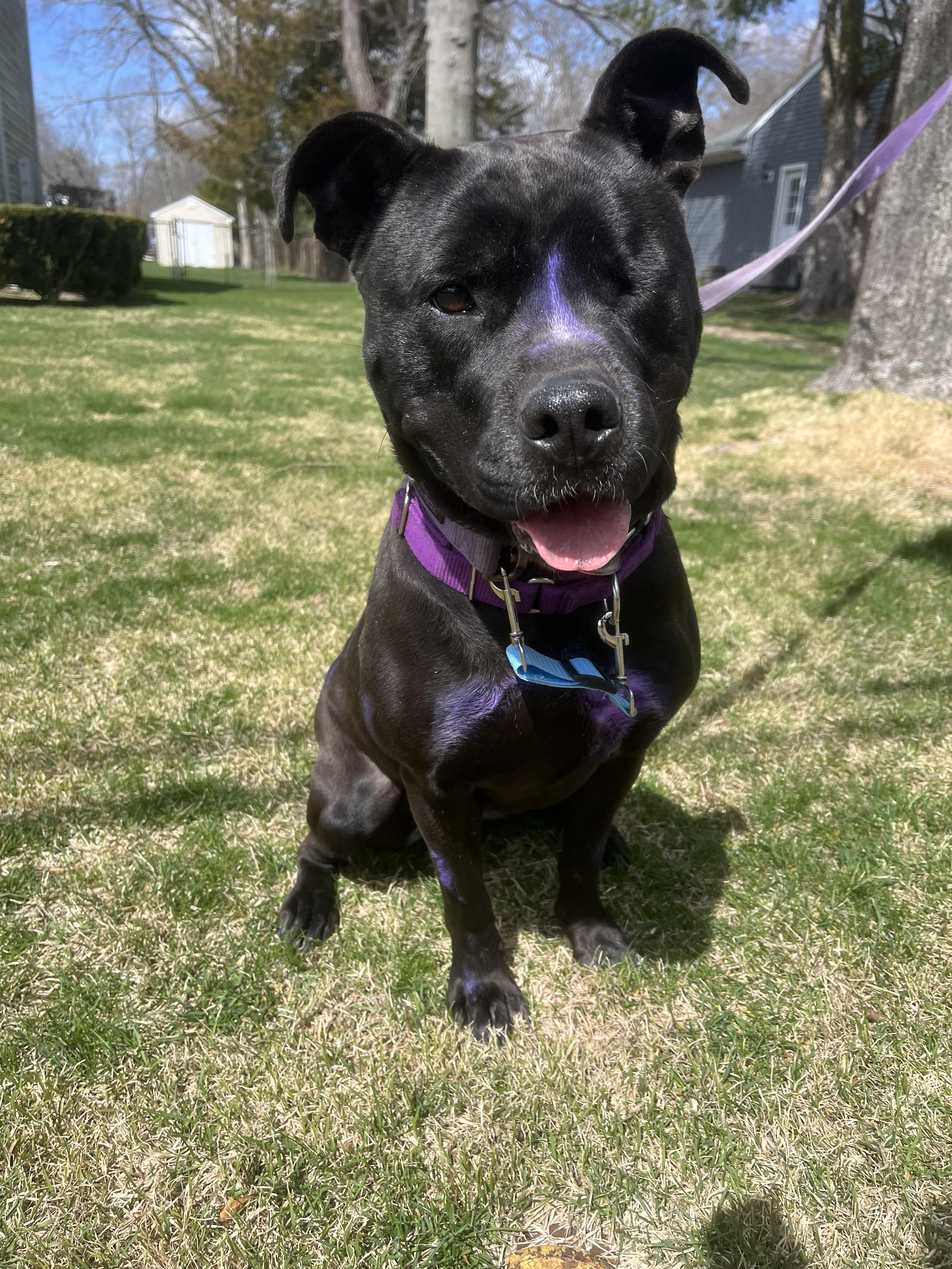 Storm, an adoptable mixed breed in Islip Terrace, NY image 3/6