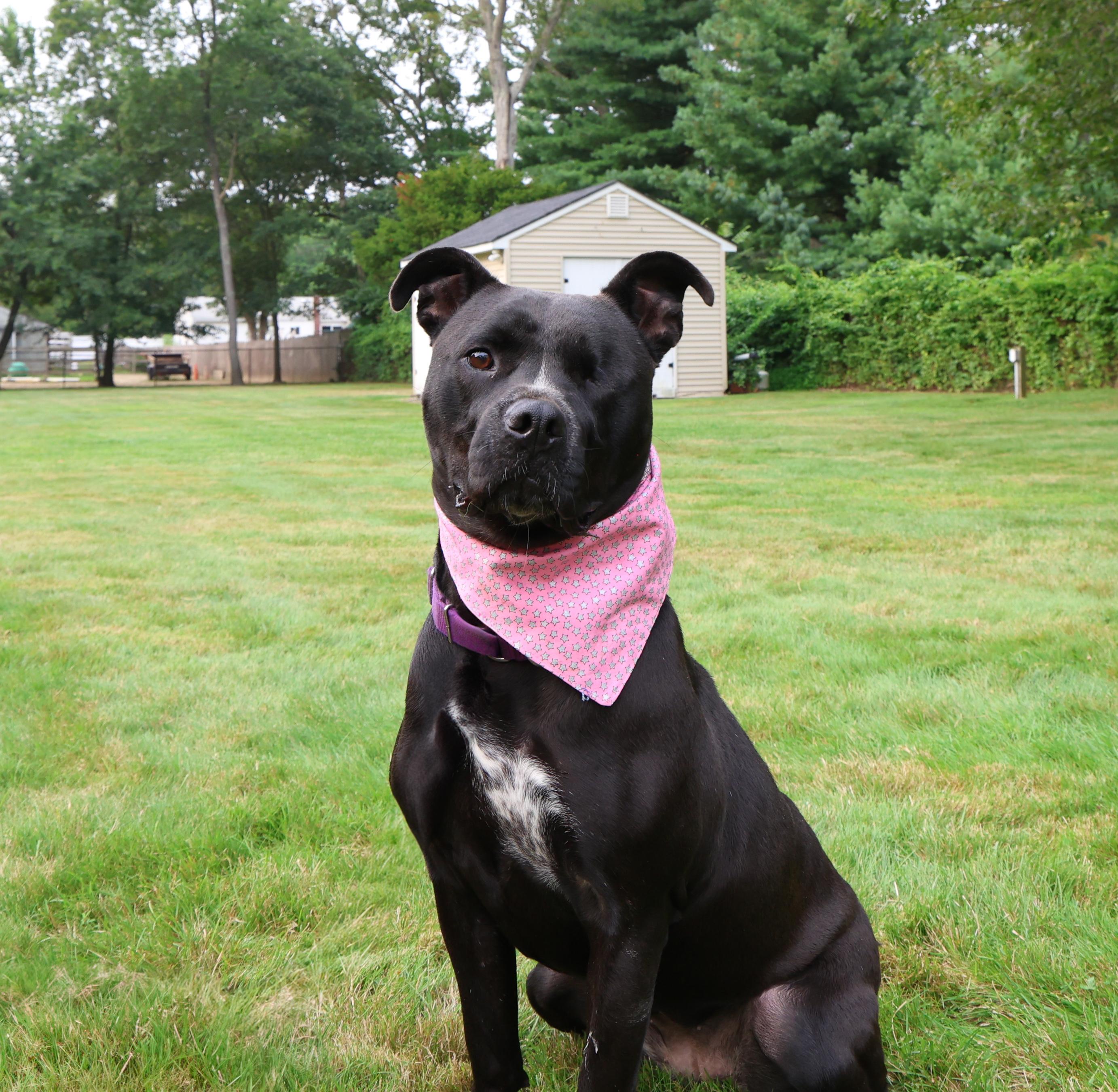 Storm, an adoptable mixed breed in Islip Terrace, NY image 2/6