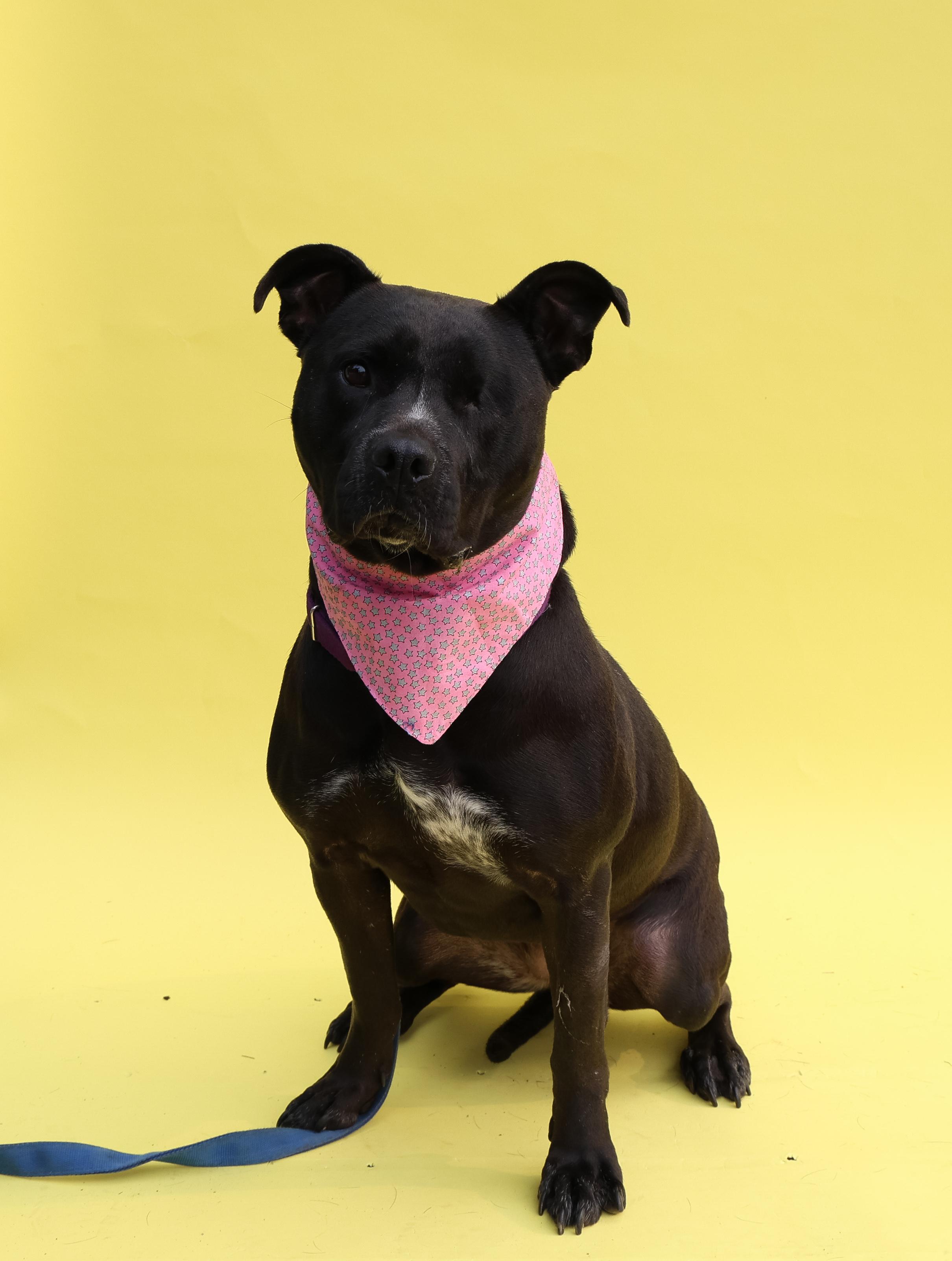 Storm, an adoptable mixed breed in Islip Terrace, NY image 1/6