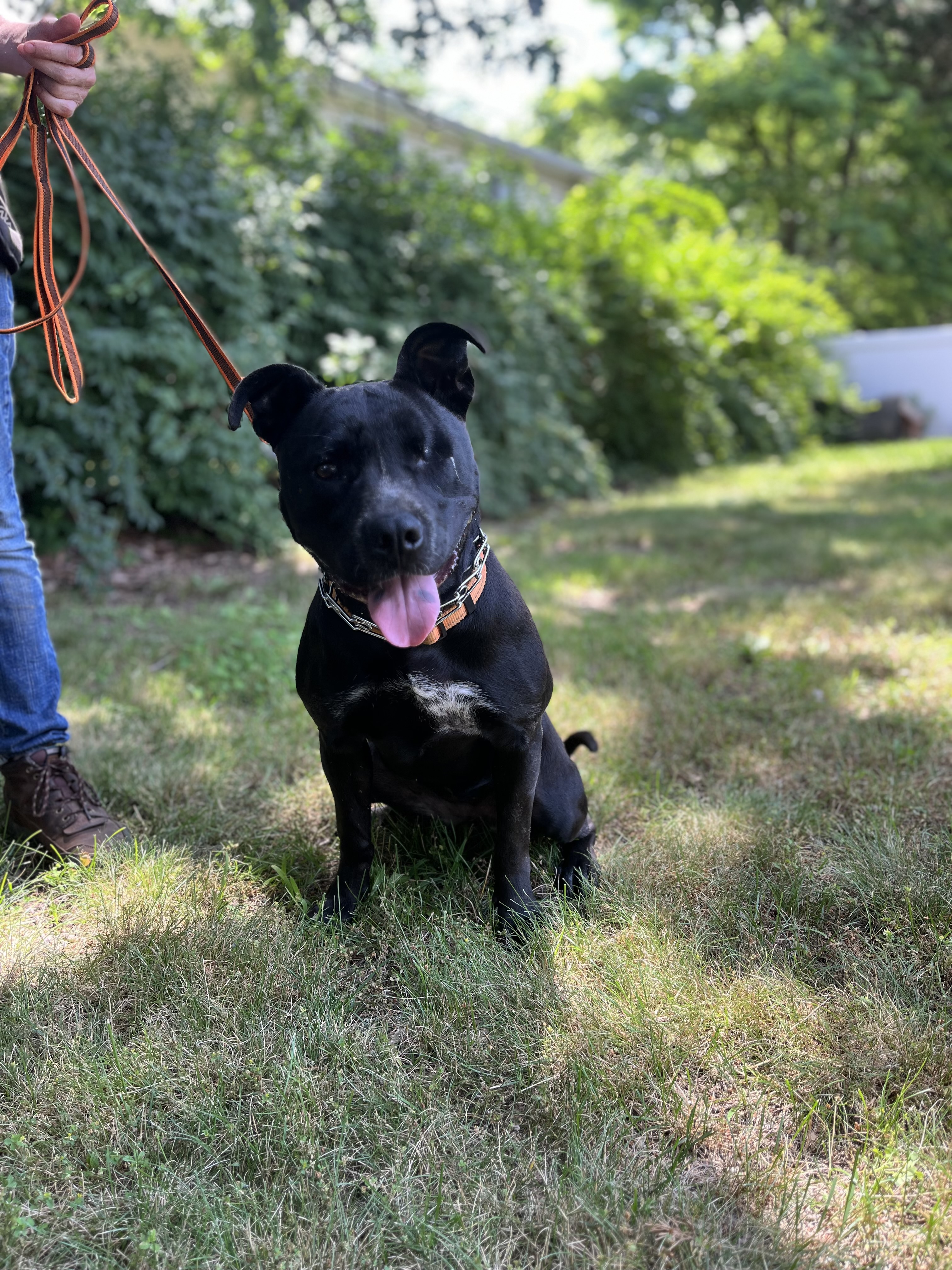 Storm, an adoptable mixed breed in Islip Terrace, NY image 6/6