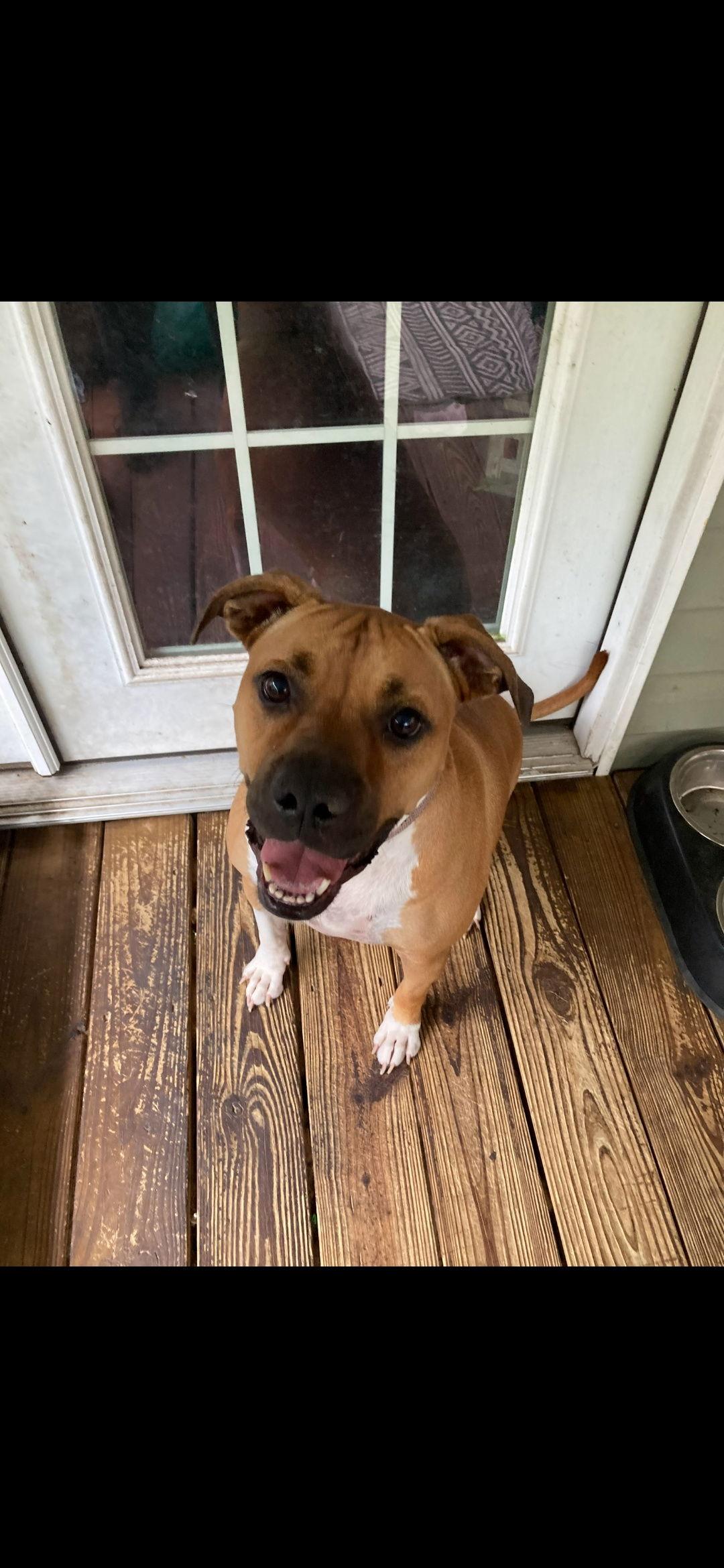 Enlarge Harlee, a Adoptable mixed breed in Brooksville, FL image 3/3