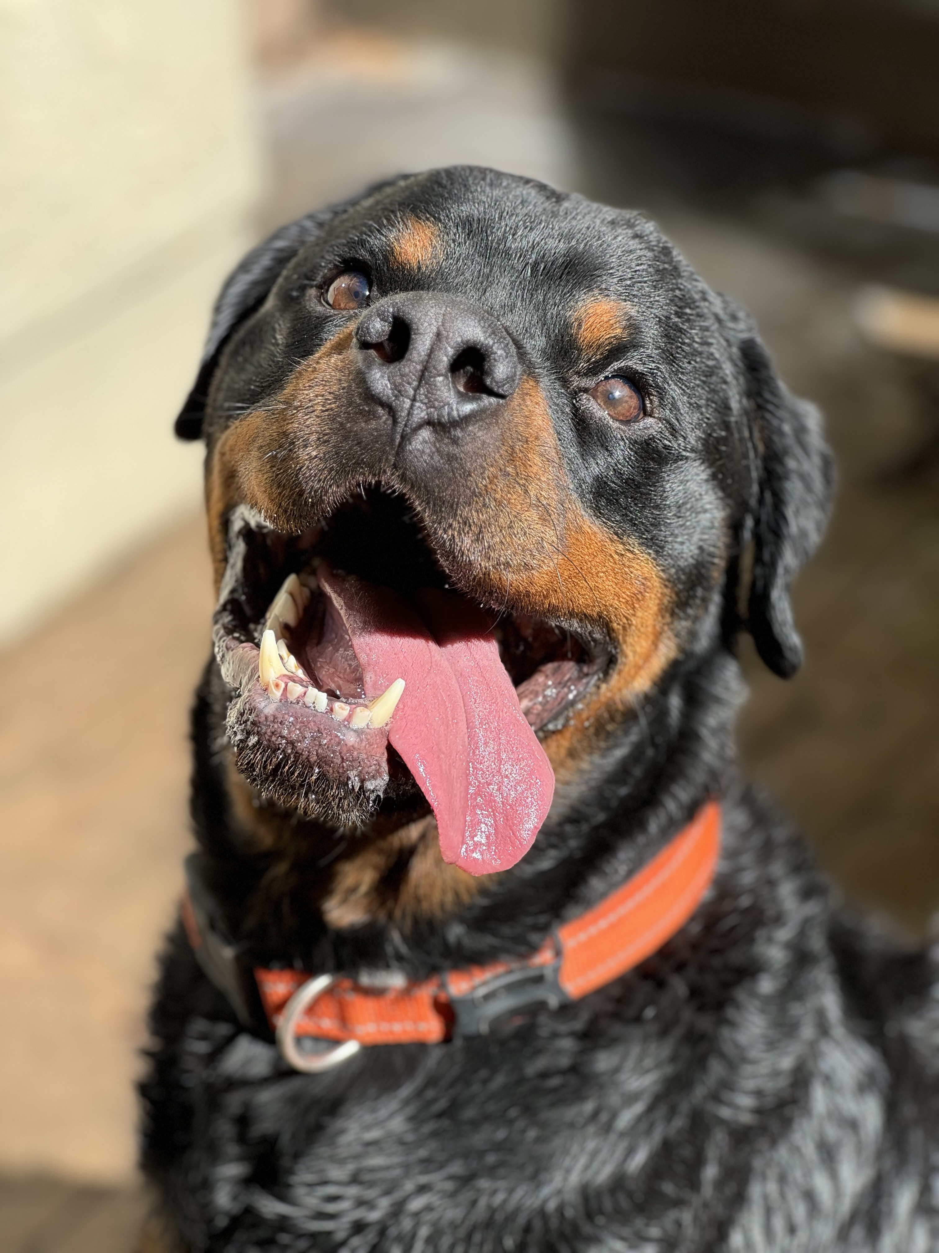 Zero, an adoptable Rottweiler in salt lake city, UT, 84102 | Photo Image 1