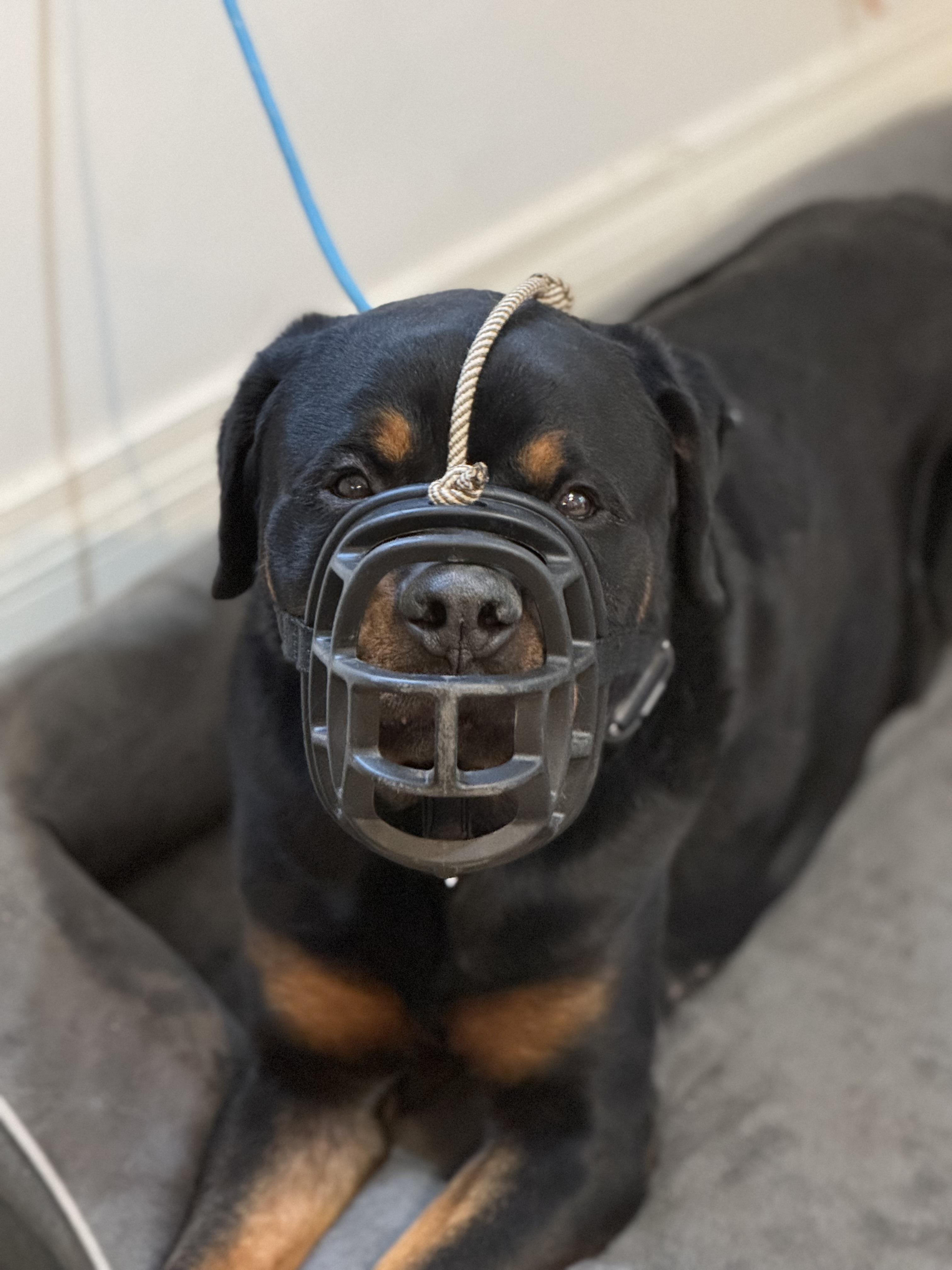 Zero, an adoptable Rottweiler in salt lake city, UT, 84102 | Photo Image 6