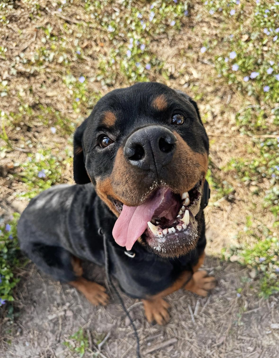 Zero, an adoptable Rottweiler in salt lake city, UT, 84102 | Photo Image 4