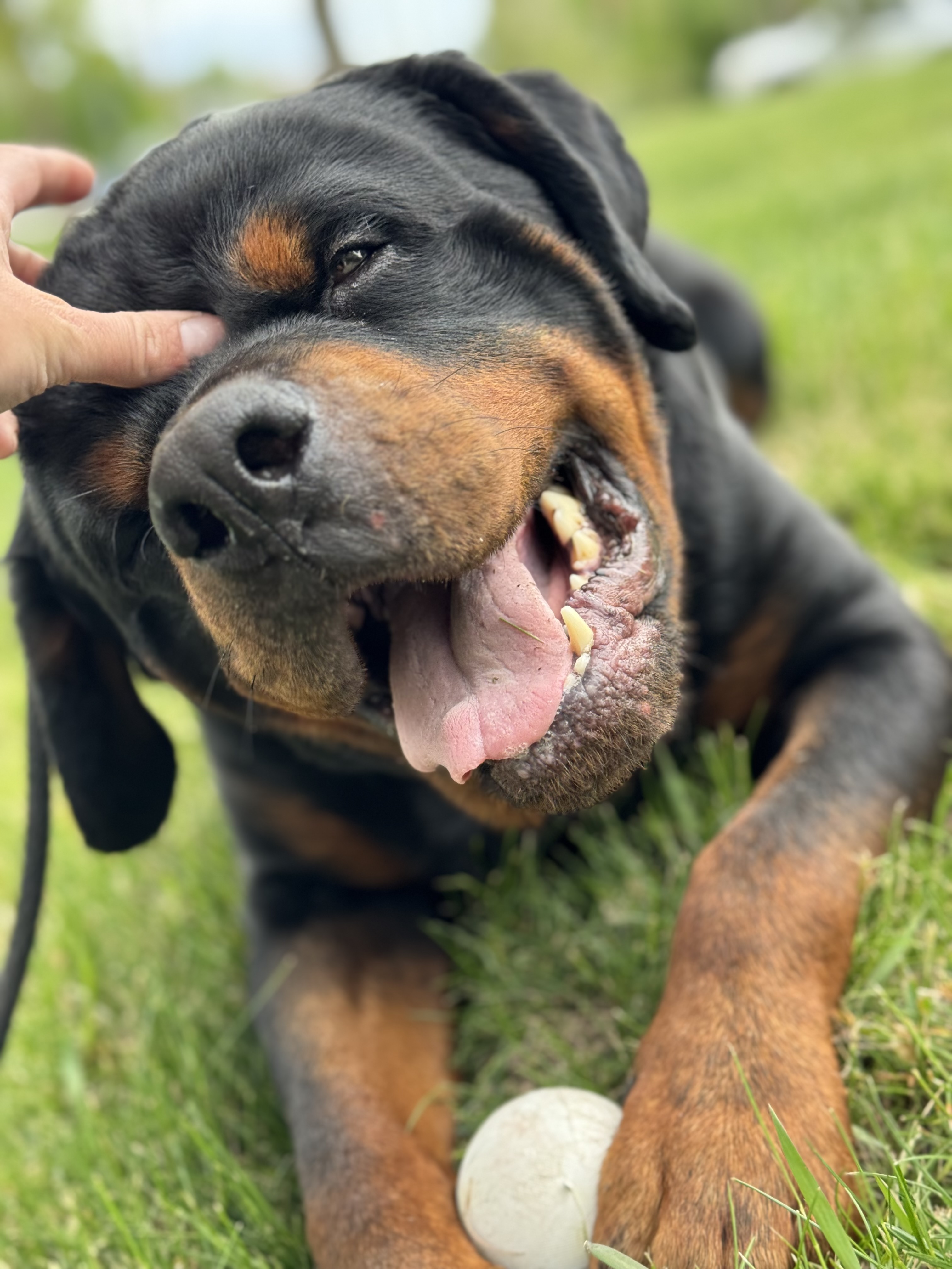 Zero, an adoptable Rottweiler in salt lake city, UT, 84102 | Photo Image 3