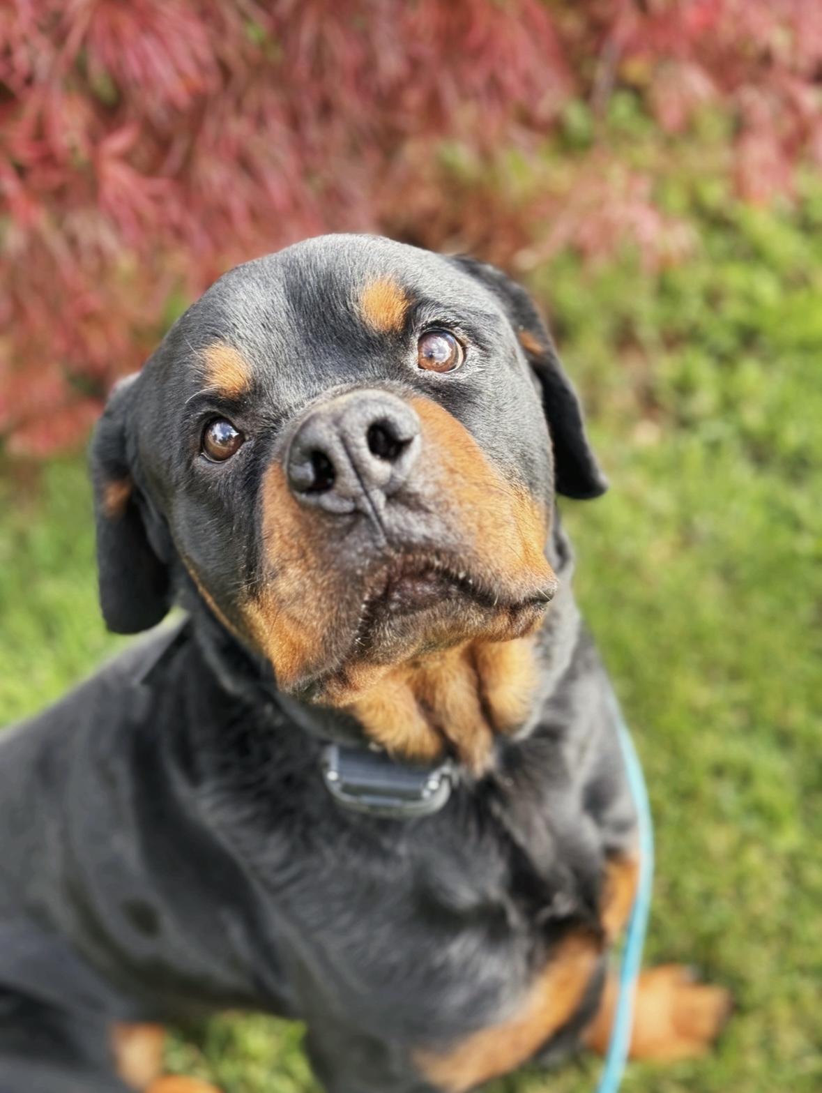 Zero, an adoptable Rottweiler in salt lake city, UT, 84102 | Photo Image 5