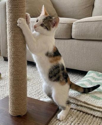 Sofie, a ADOPTABLE American Shorthair in Union City, NJ image 3/6