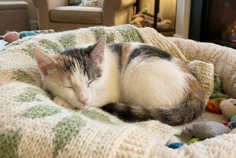 Sofie, a ADOPTABLE American Shorthair in Union City, NJ image 6/6