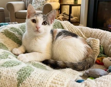 Sofie, a ADOPTABLE American Shorthair in Union City, NJ image 1/6