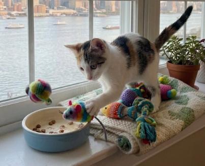 Sofie, a ADOPTABLE American Shorthair in Union City, NJ image 2/6