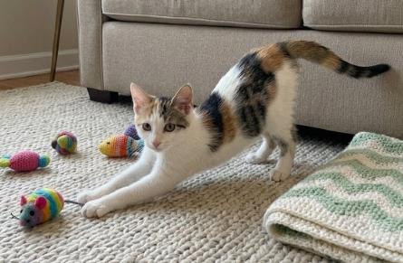 Sofie, a ADOPTABLE American Shorthair in Union City, NJ image 5/6