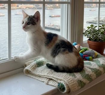 Sofie, a ADOPTABLE American Shorthair in Union City, NJ image 4/6