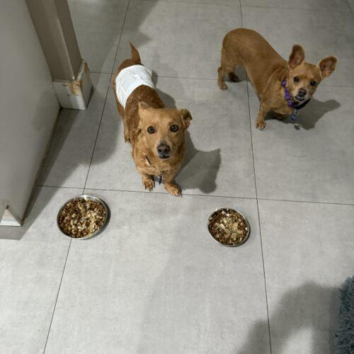 Sophie, Adoptable, Adult Female Dachshund & Rat Terrier.