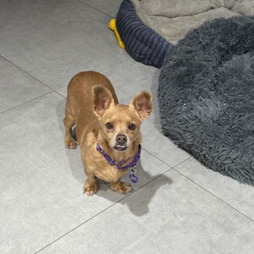 Sophie, Adoptable, Adult Female Dachshund & Chihuahua.