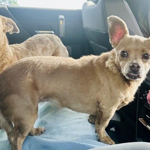 Enlarge Sophie, a Adoptable mixed breed in Plantation, FL image 4/5