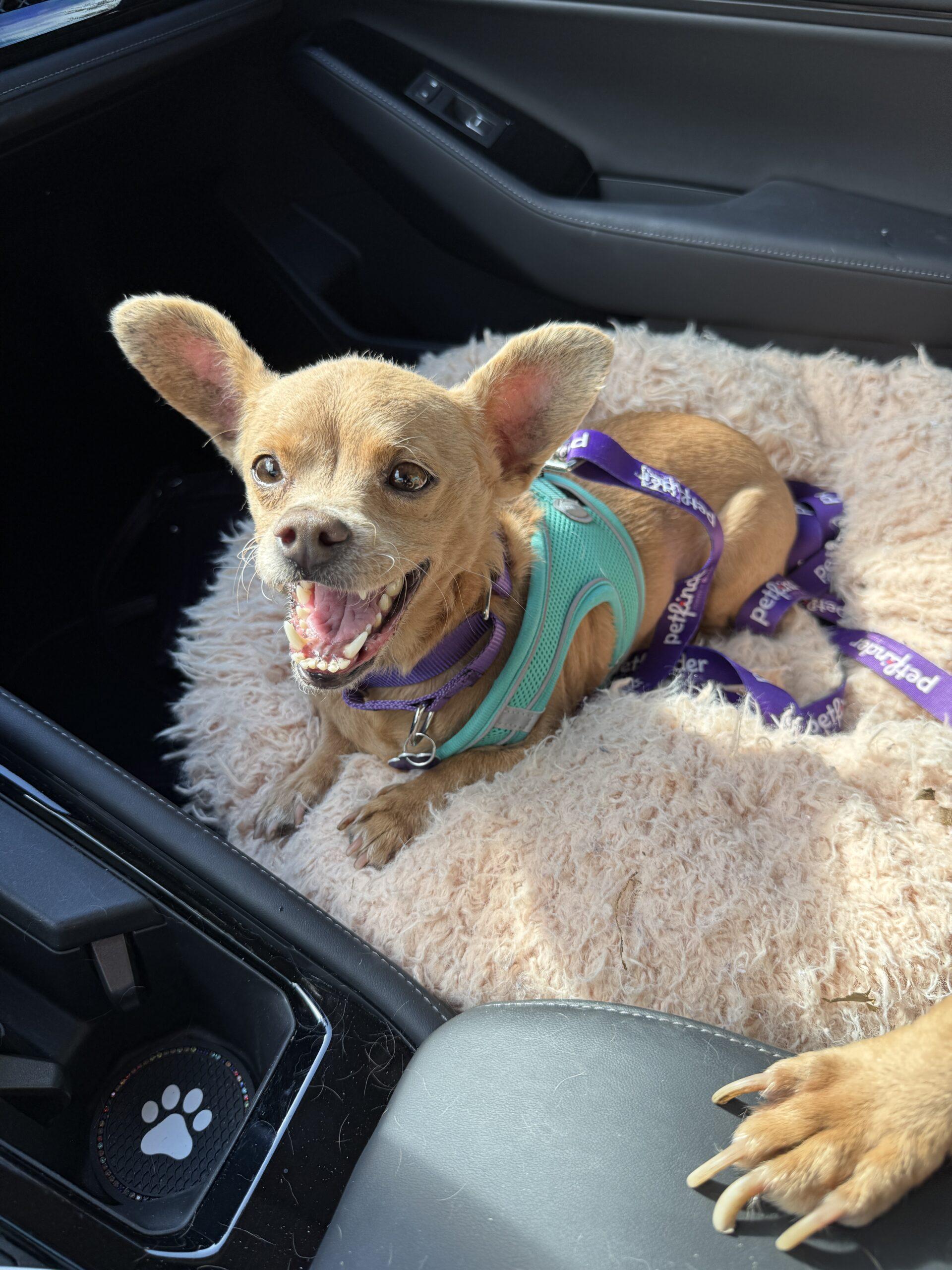 Enlarge Sophie, a Adoptable mixed breed in Plantation, FL image 3/4