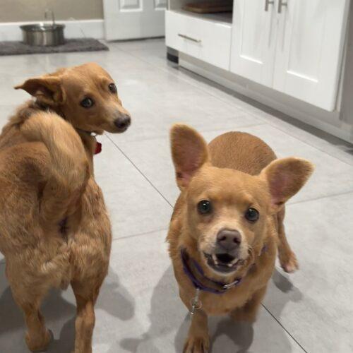 Enlarge Sophie, a Adoptable mixed breed in Plantation, FL image 4/4