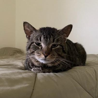 Goose, Adoptable, Adult Male Domestic Short Hair.