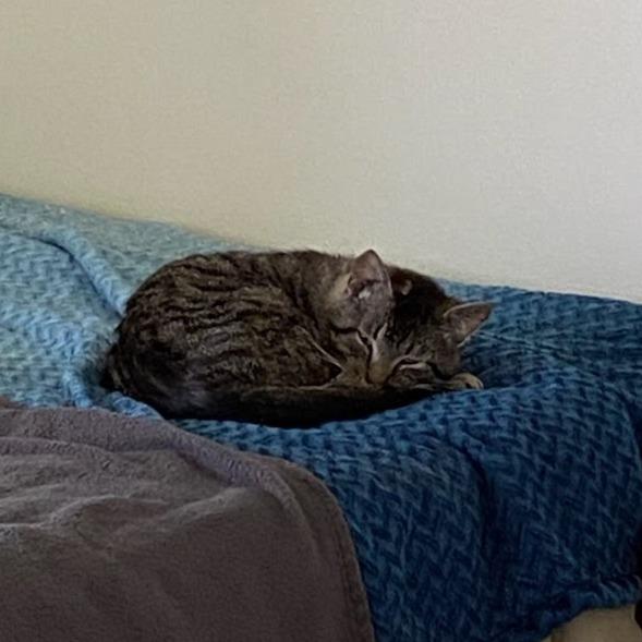 Enlarge Goose, a Adoptable Domestic Short Hair in Delaware, OH image 2/6