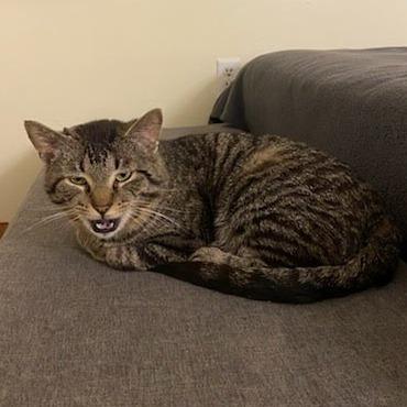 Enlarge Goose, a Adoptable Domestic Short Hair in Delaware, OH image 3/6