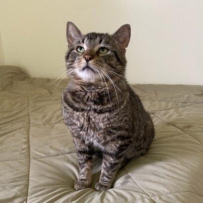 Enlarge Goose, a Adoptable Domestic Short Hair in Delaware, OH image 4/6