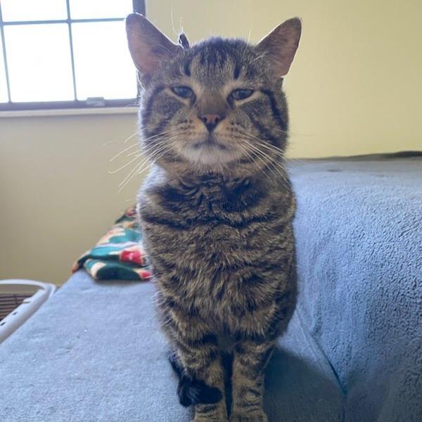 Enlarge Goose, a Adoptable Domestic Short Hair in Delaware, OH image 5/6