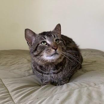 Enlarge Goose, a Adoptable Domestic Short Hair in Delaware, OH image 6/6