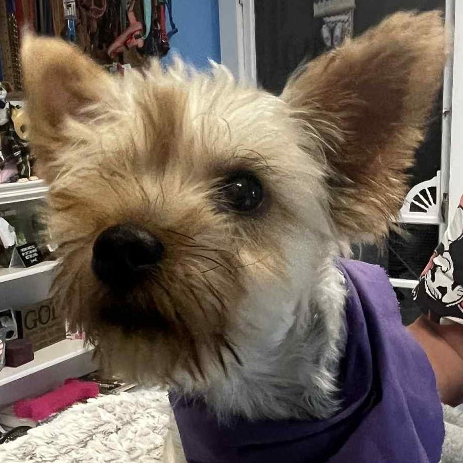 Sandy, Adopted, Adult Female Yorkshire Terrier.