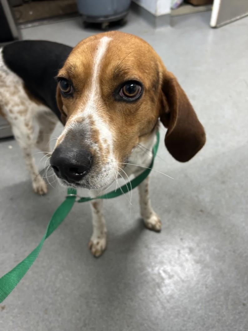Enlarge A209703, a Adoptable Treeing Walker Coonhound in Olivehurst, CA image 1/1