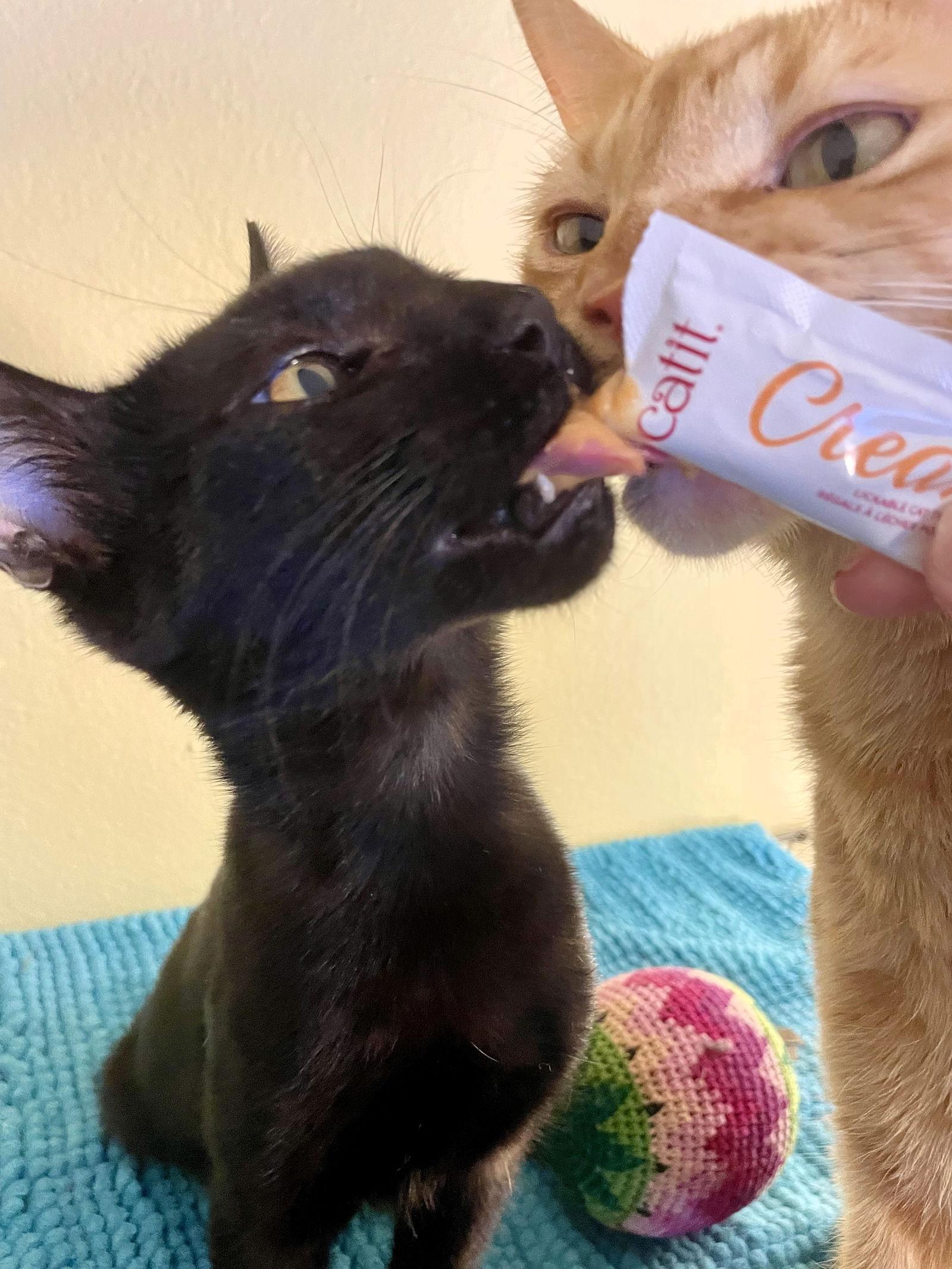 Karim, Adopted, Kitten Male Domestic Short Hair.