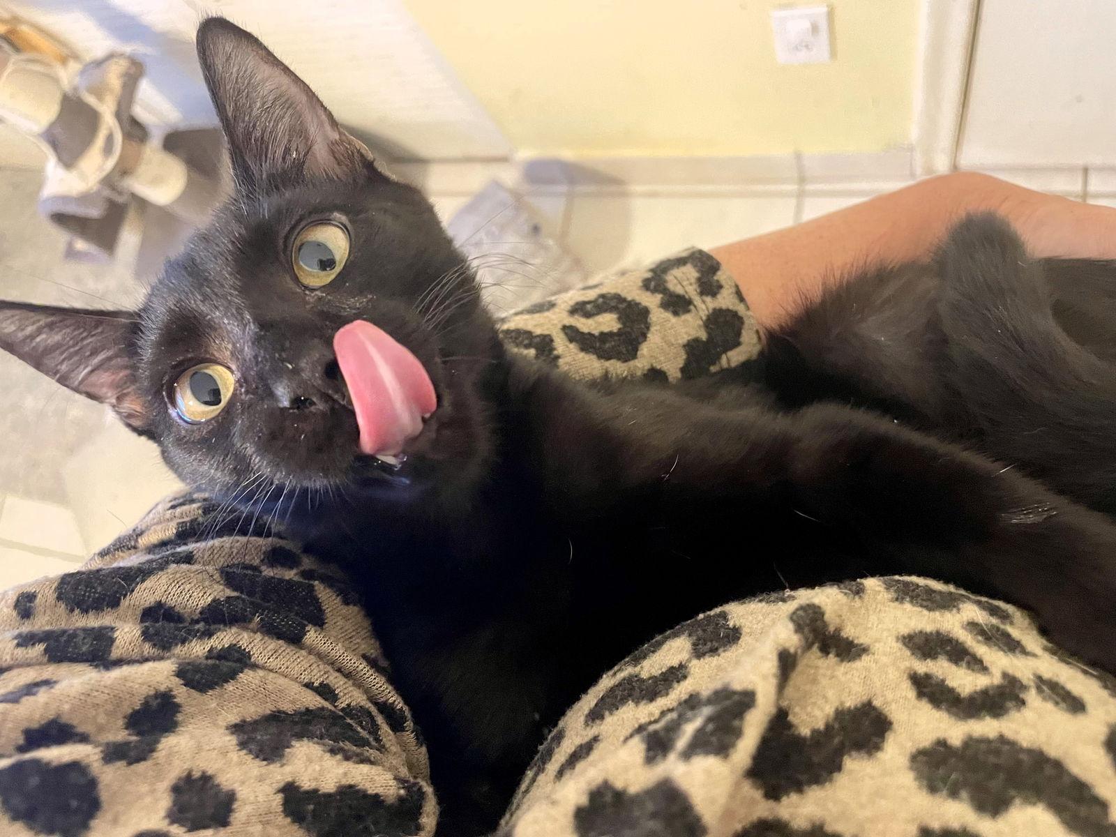 Enlarge Karim, a Adopted Domestic Short Hair in Lighthouse Point, FL image 2/3