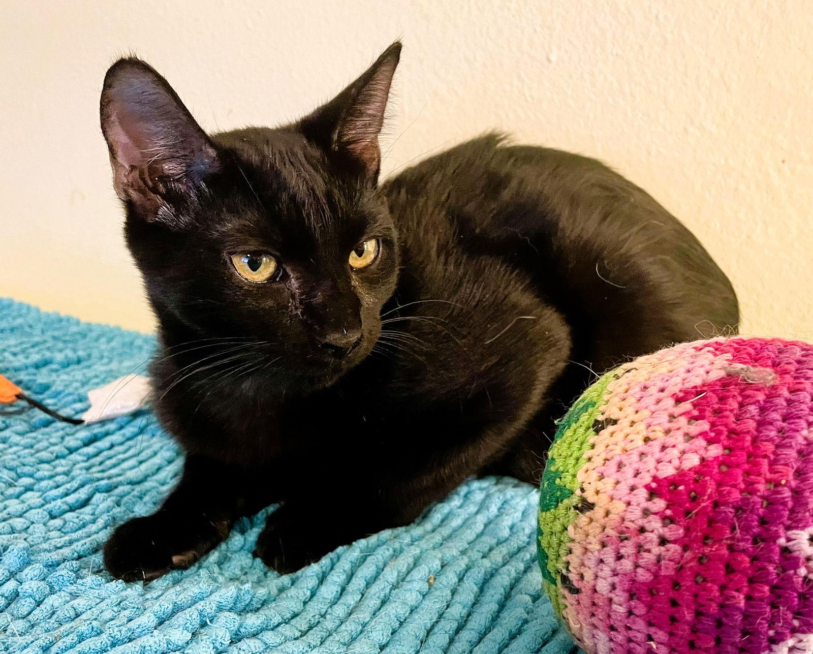 Enlarge Karim, a Adopted Domestic Short Hair in Lighthouse Point, FL image 3/3