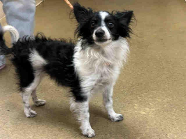 Enlarge GOJI, a Adoptable mixed breed in Bonita, CA image 1/1