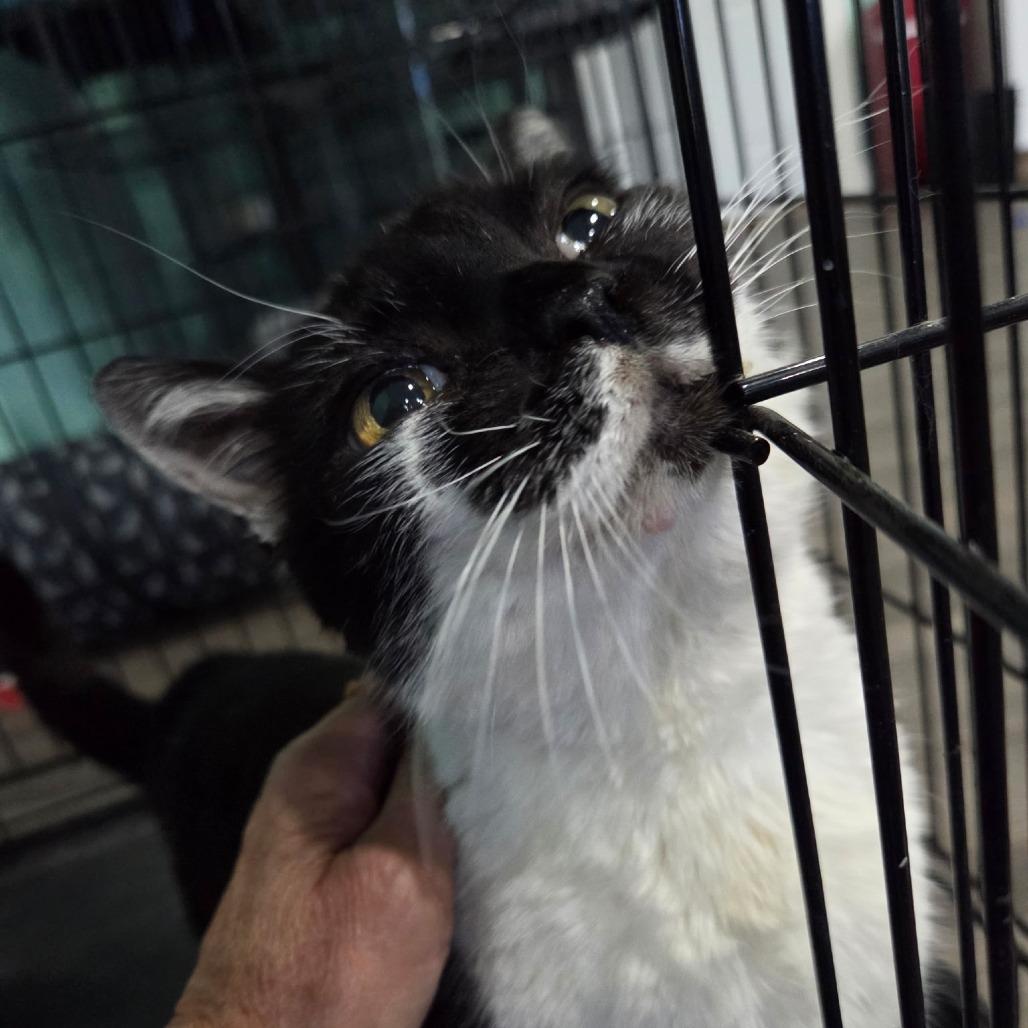 Enlarge Pixel, a Adoptable Domestic Short Hair in Marion, VA image 1/3