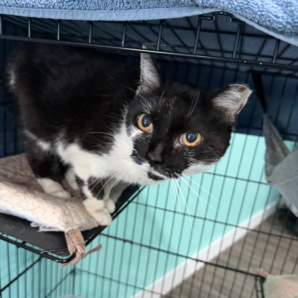 Enlarge Pixel, a Adoptable Domestic Short Hair in Marion, VA image 4/6