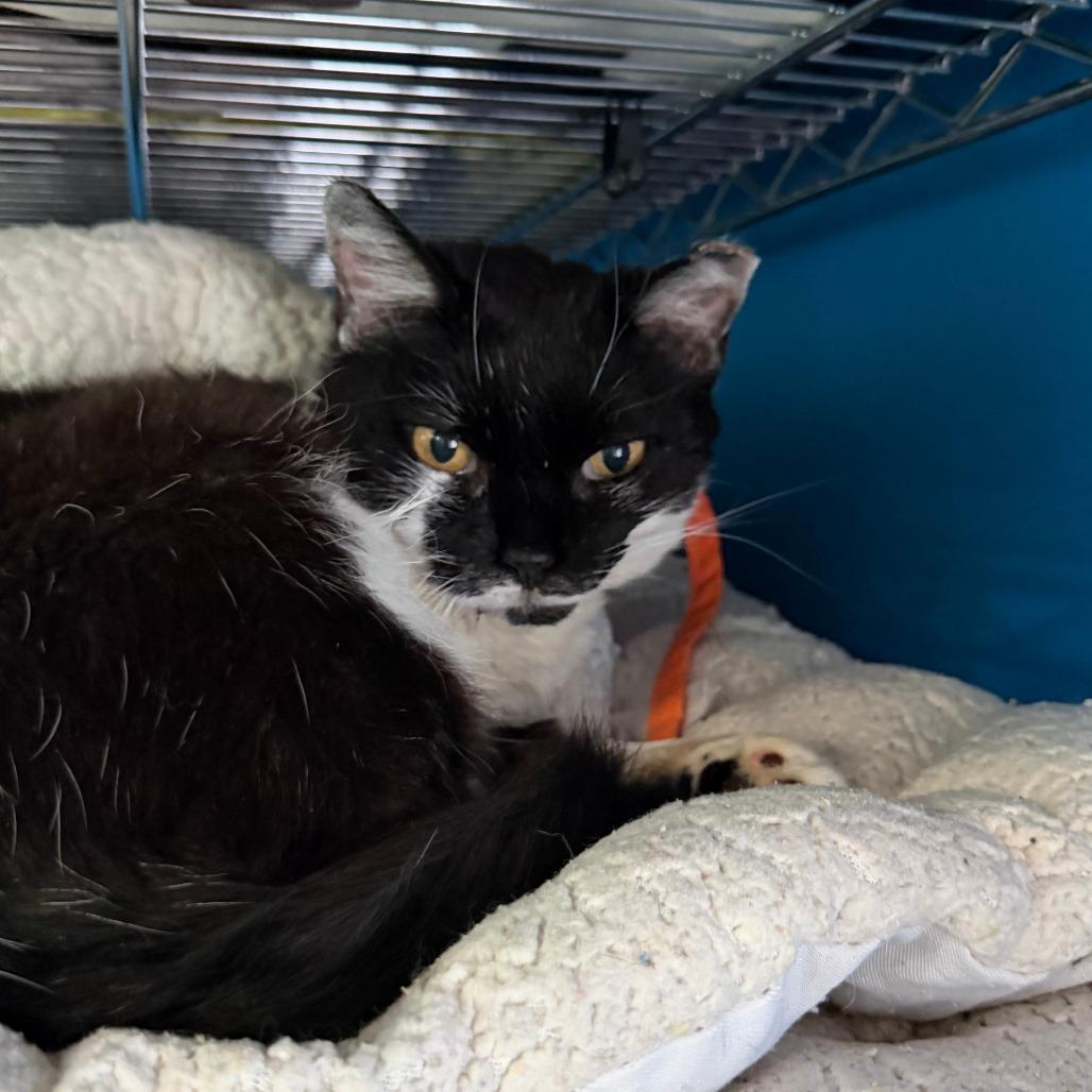 Enlarge Pixel, a Adoptable Domestic Short Hair in Marion, VA image 1/6