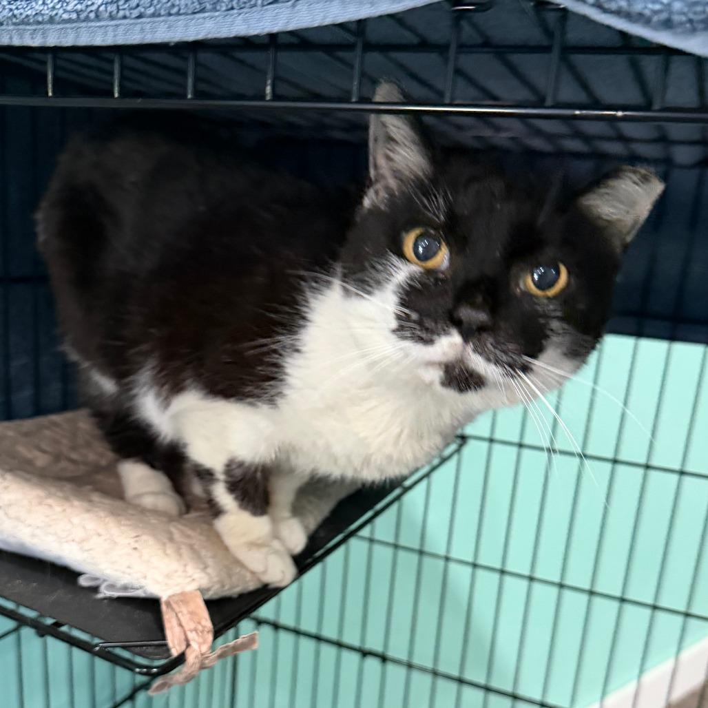 Pixel, Adoptable, Senior Female Domestic Short Hair.