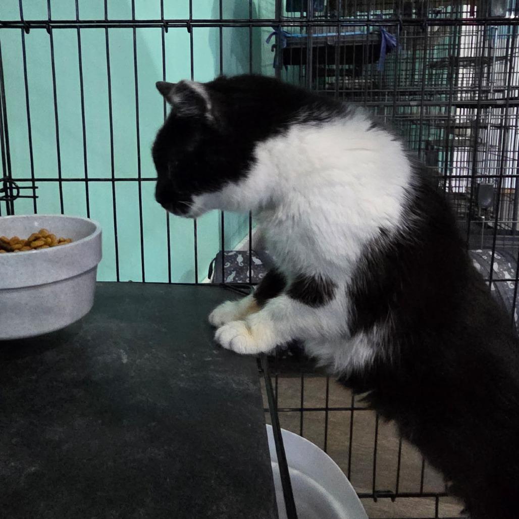 Enlarge Pixel, a Adoptable Domestic Short Hair in Marion, VA image 2/3