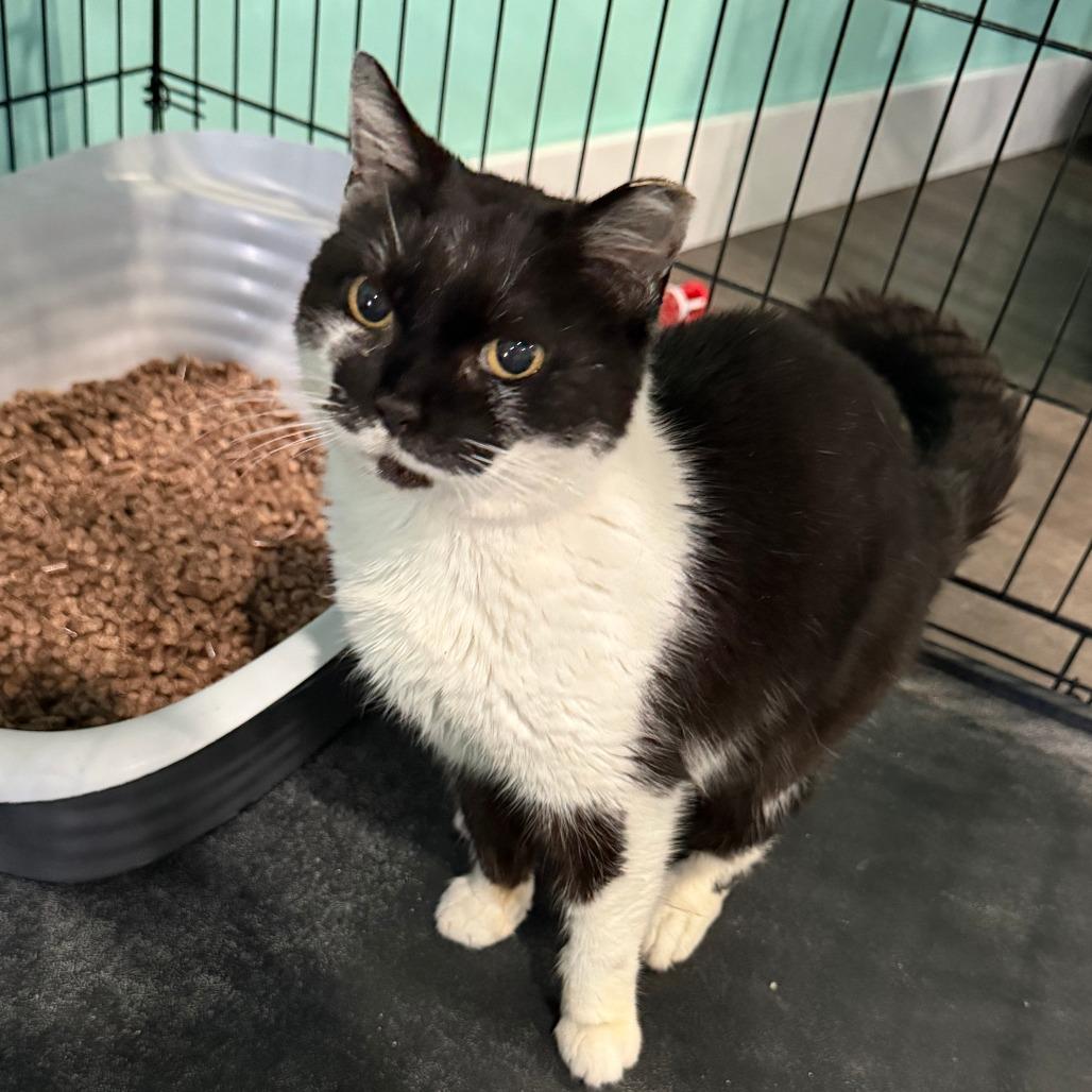 Enlarge Pixel, a Adoptable Domestic Short Hair in Marion, VA image 3/3