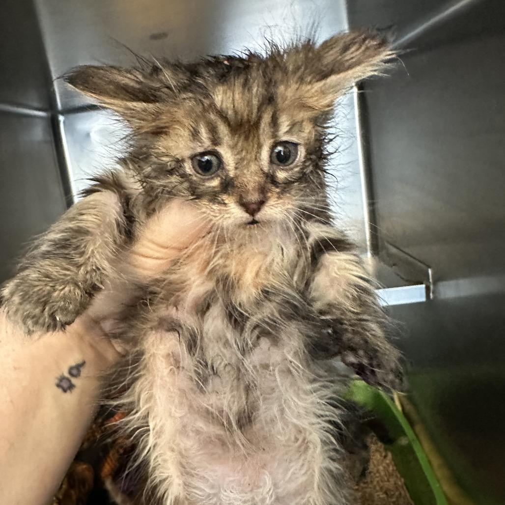 Enlarge Yuffie Kisaragi, a Adoptable Domestic Medium Hair in Suisun City, CA image 1/5