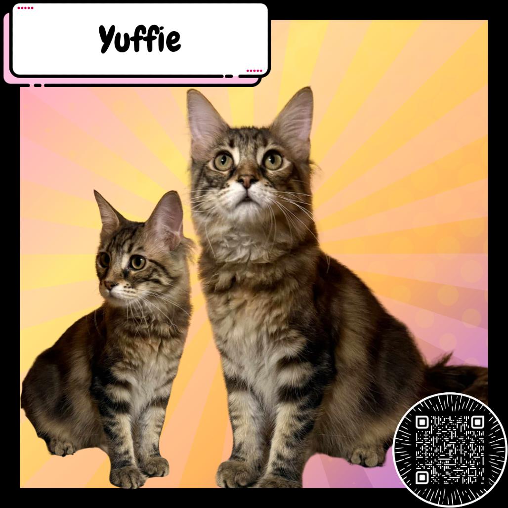 Yuffie Kisaragi, Adoptable, Young Female Domestic Medium Hair.