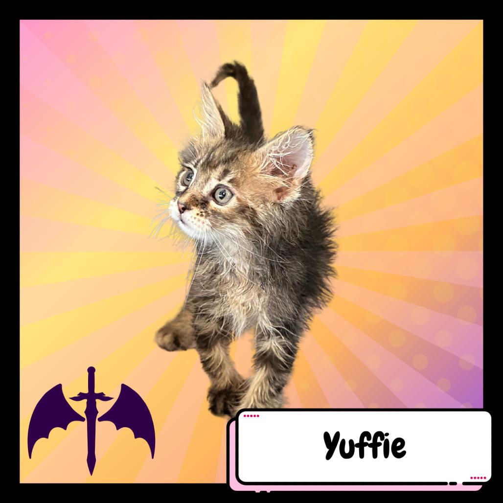 Yuffie Kisaragi, a Adoptable Domestic Medium Hair in Suisun City, CA image 2/5