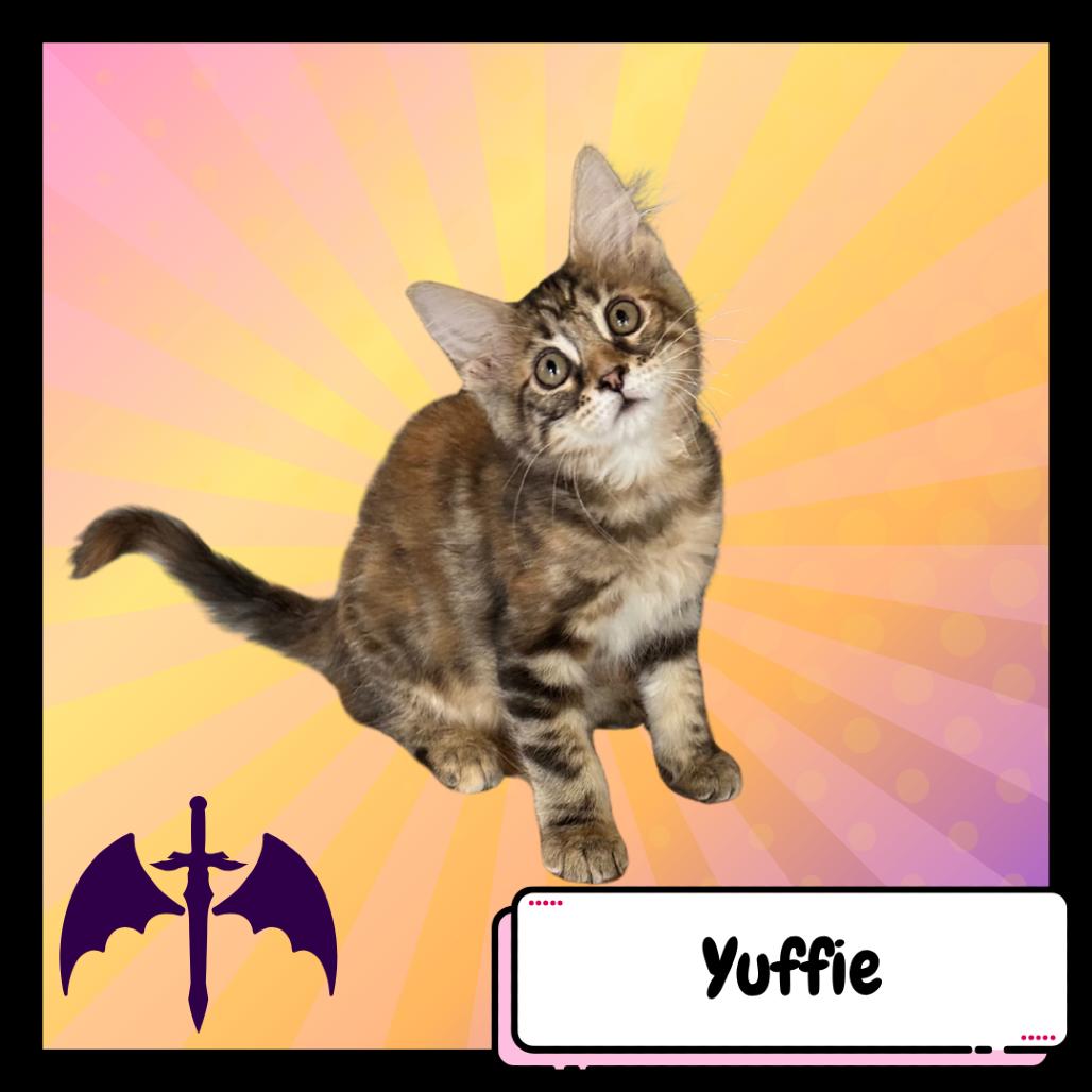 Yuffie Kisaragi, a Adoptable Domestic Medium Hair in Suisun City, CA image 3/5