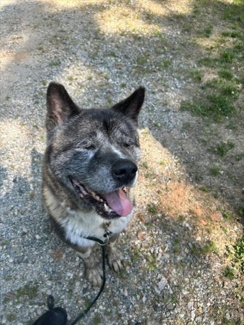 Enlarge KODA, a Adoptable Akita in Newton, NC image 1/1