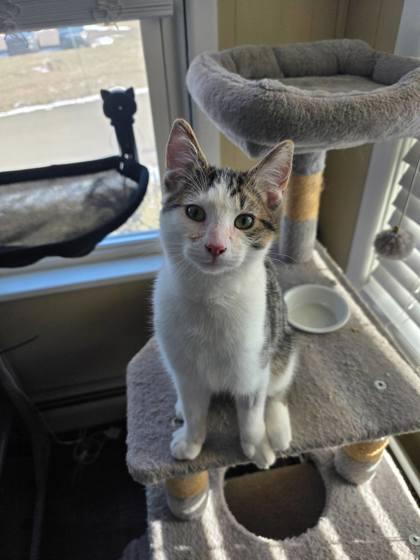 Cashew -- Cats in Bloom Feature, Adoptable, Adult Male Domestic Short Hair & Domestic Short Hair.
