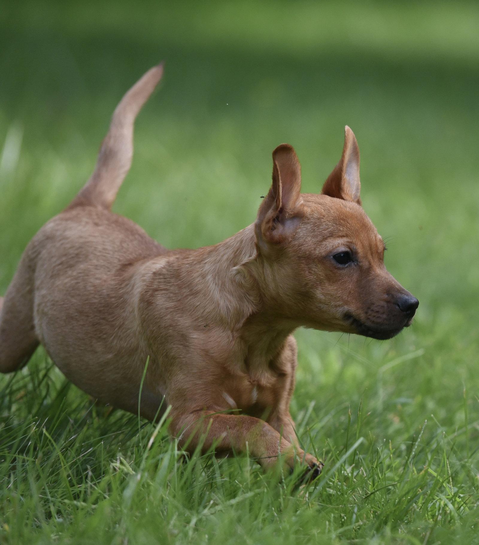 Nyla, Adopted, Puppy Female Dachshund & Chihuahua.