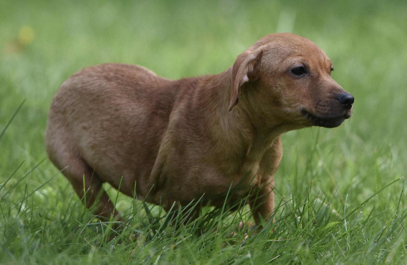 Enlarge Nyla, a Adopted mixed breed in Mechanicsburg, PA image 2/3