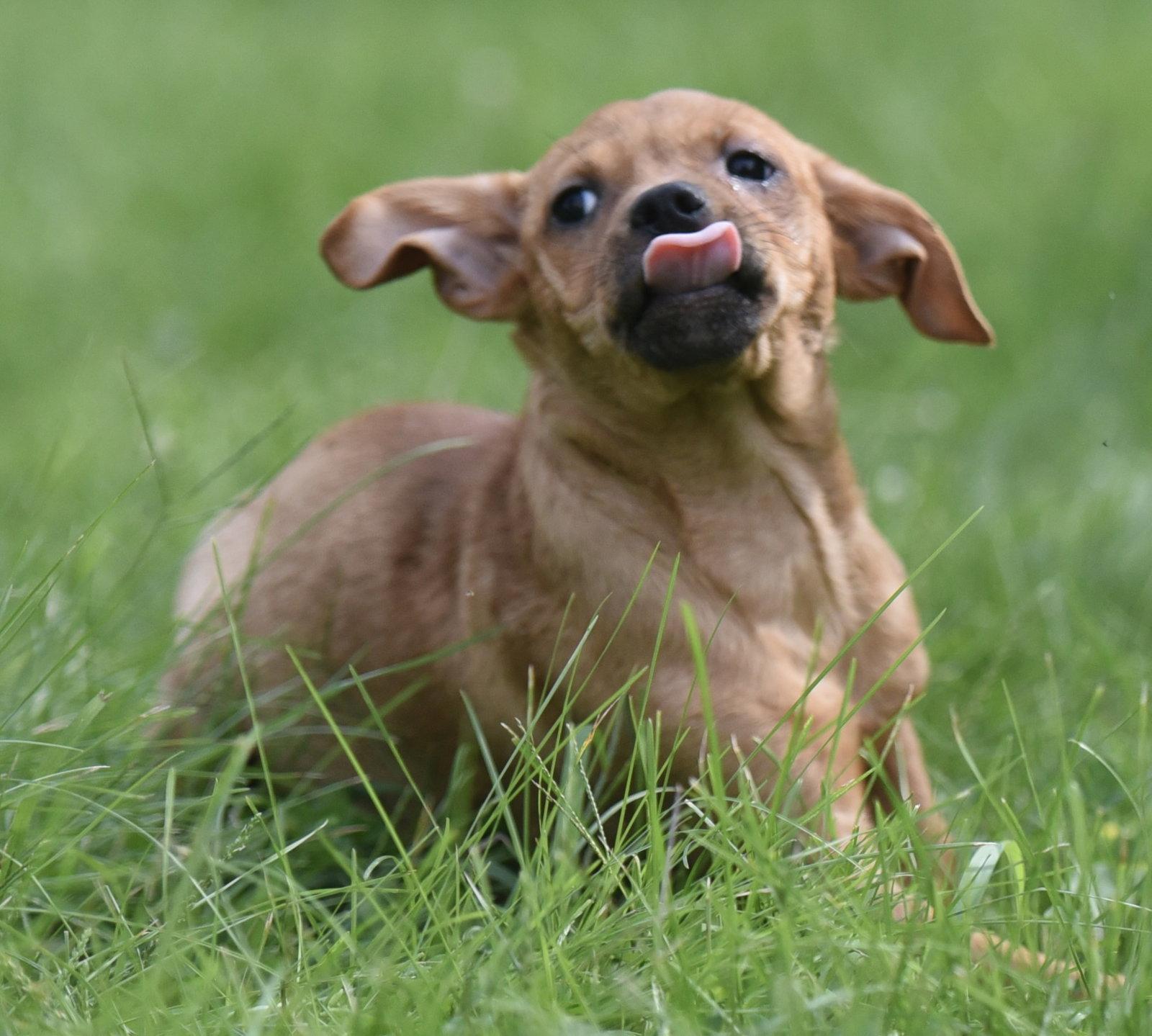 Enlarge Nyla, a Adopted mixed breed in Mechanicsburg, PA image 3/3