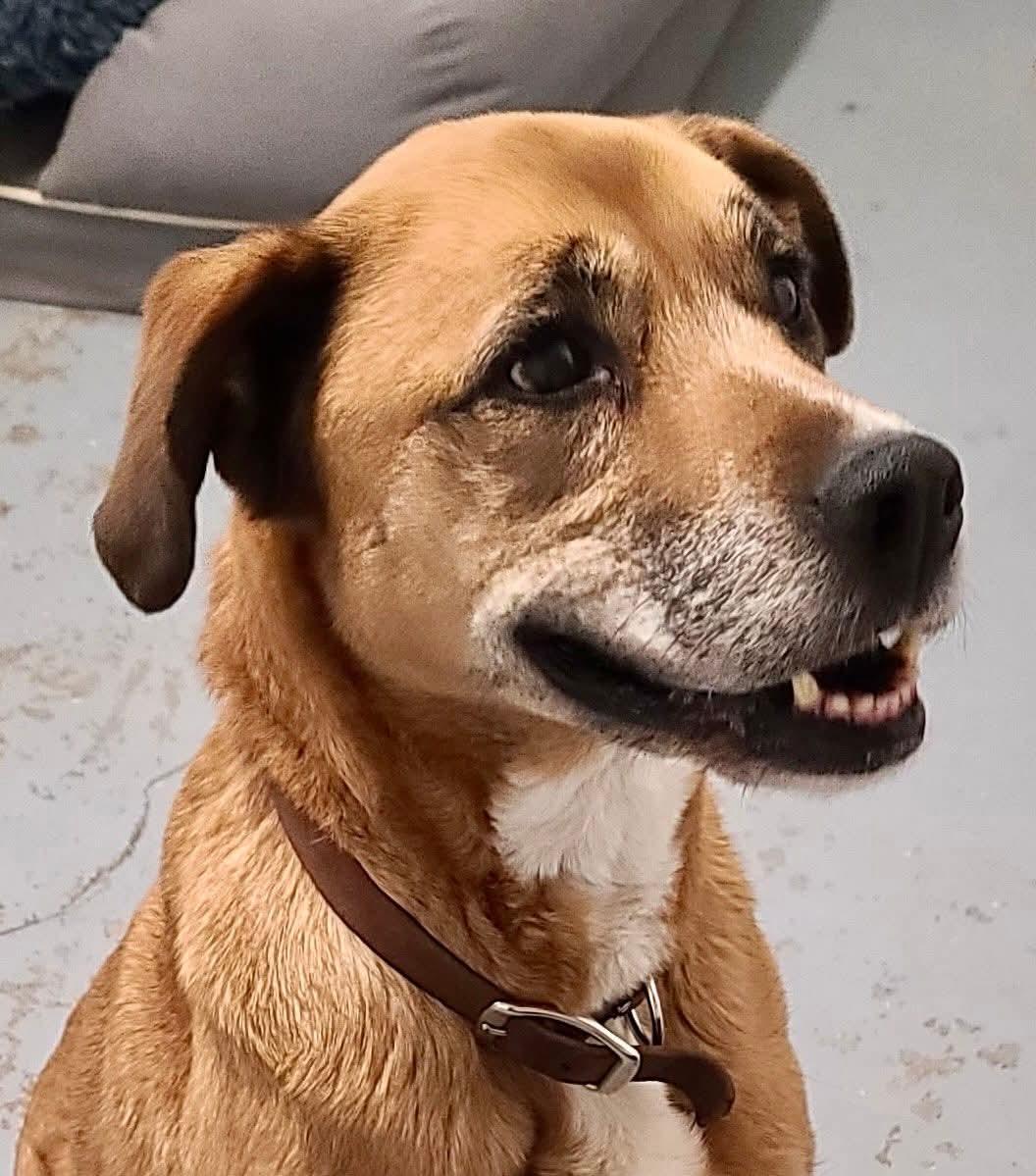 Josie, ADOPTABLE, Adult Female German Shepherd Dog.